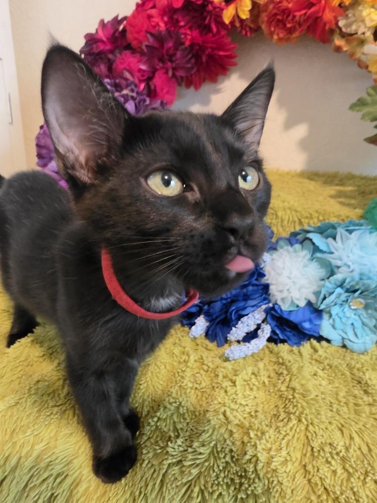 Enlarge Soup Spoon, a Adoptable mixed breed in Austin, TX image 2/6