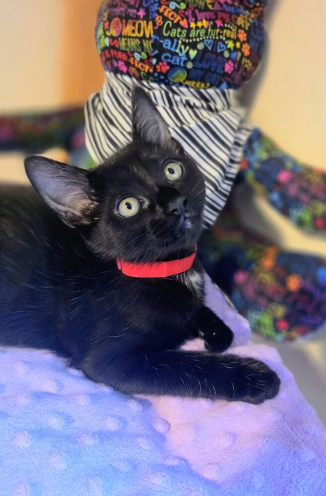 Enlarge Soup Spoon, a Adoptable mixed breed in Austin, TX image 3/6