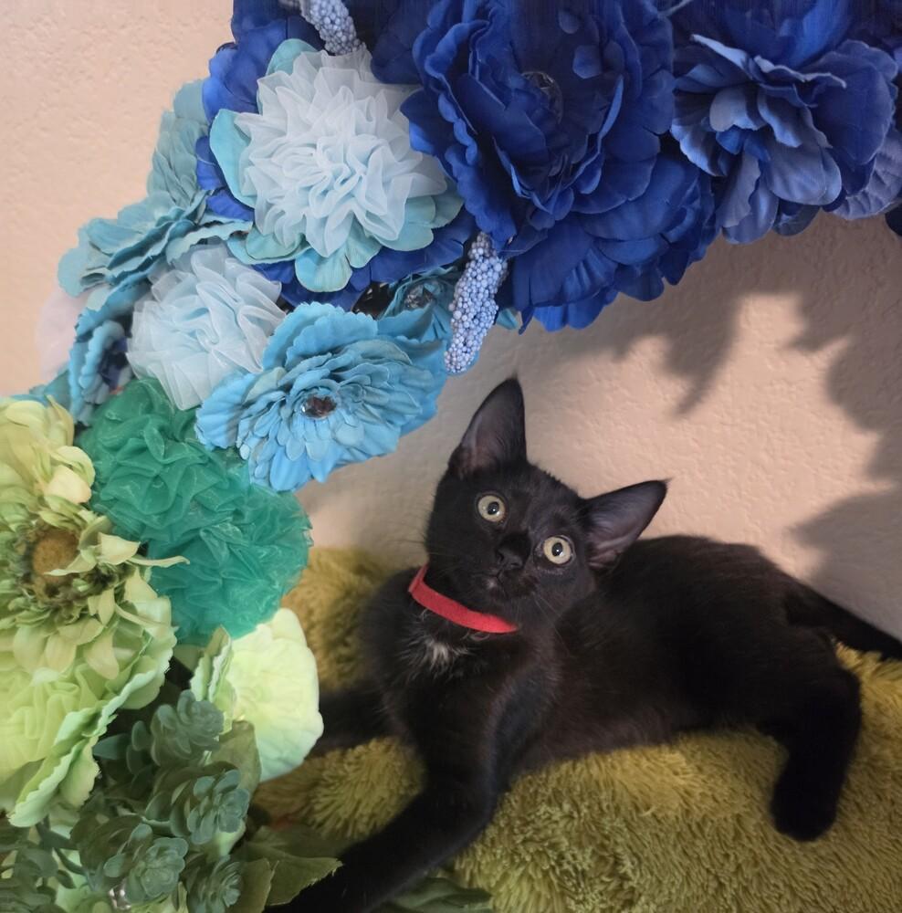 Enlarge Soup Spoon, a Adoptable mixed breed in Austin, TX image 6/6