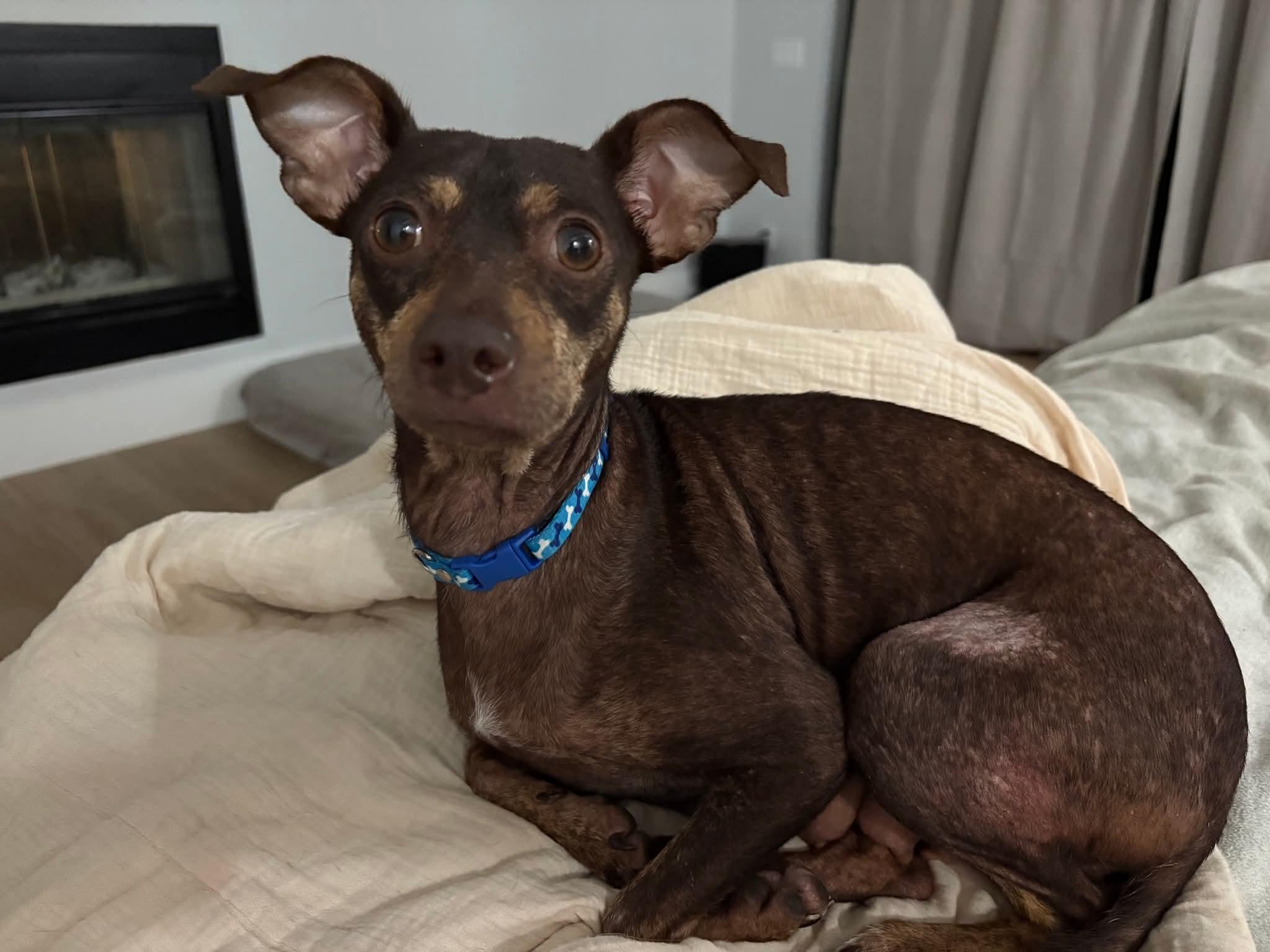 Enlarge Pumpkin spice, a Adoptable mixed breed in Cape Coral, FL image 1/1