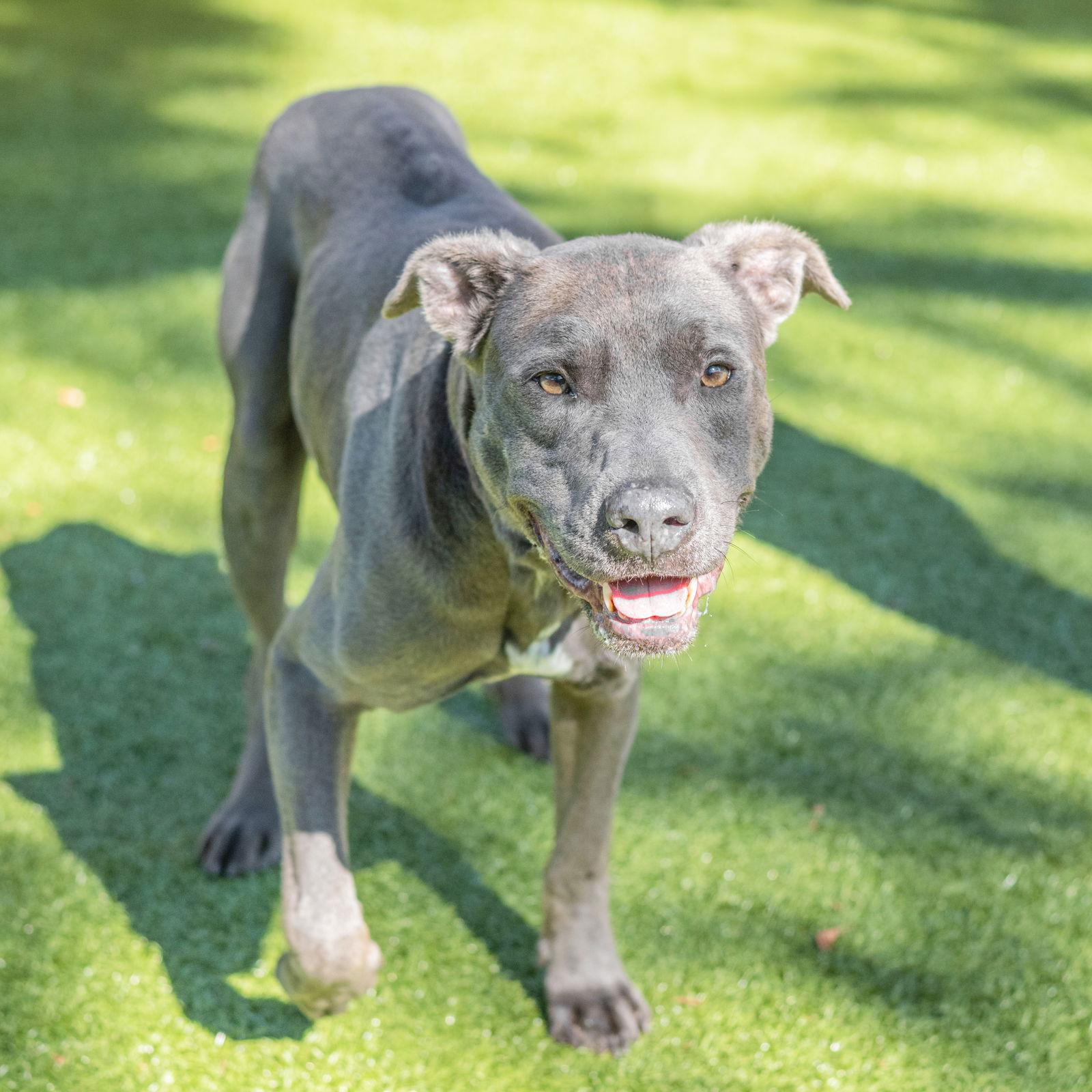 Douglas, Adoptable, Senior Male Terrier.
