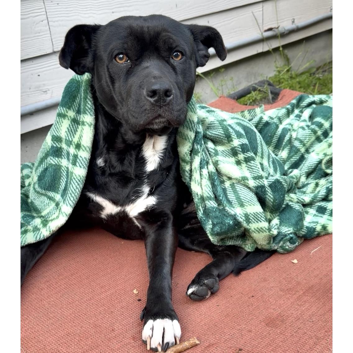Enlarge Luna, a Adoptable mixed breed in Olympia, WA image 3/6