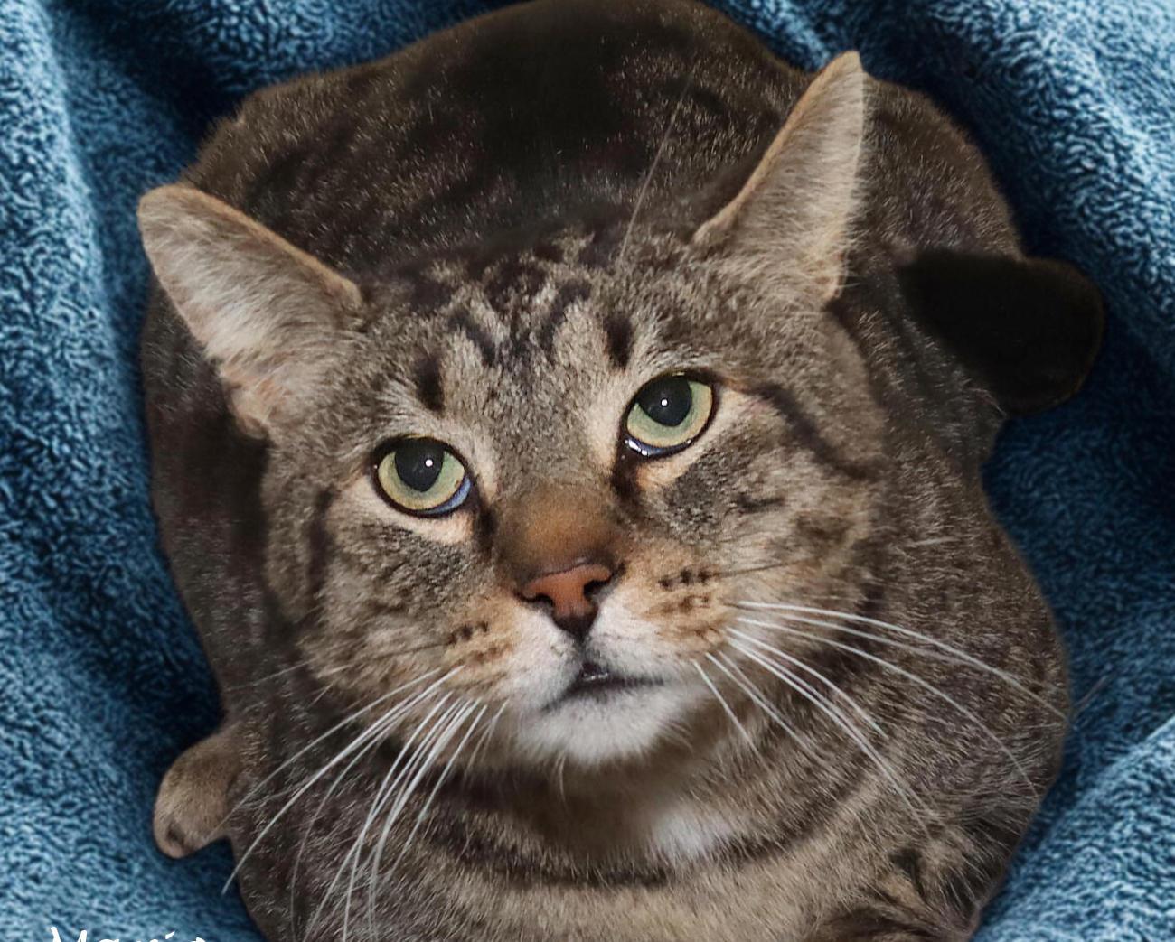 Mario, ADOPTABLE, Adult Male Tabby.