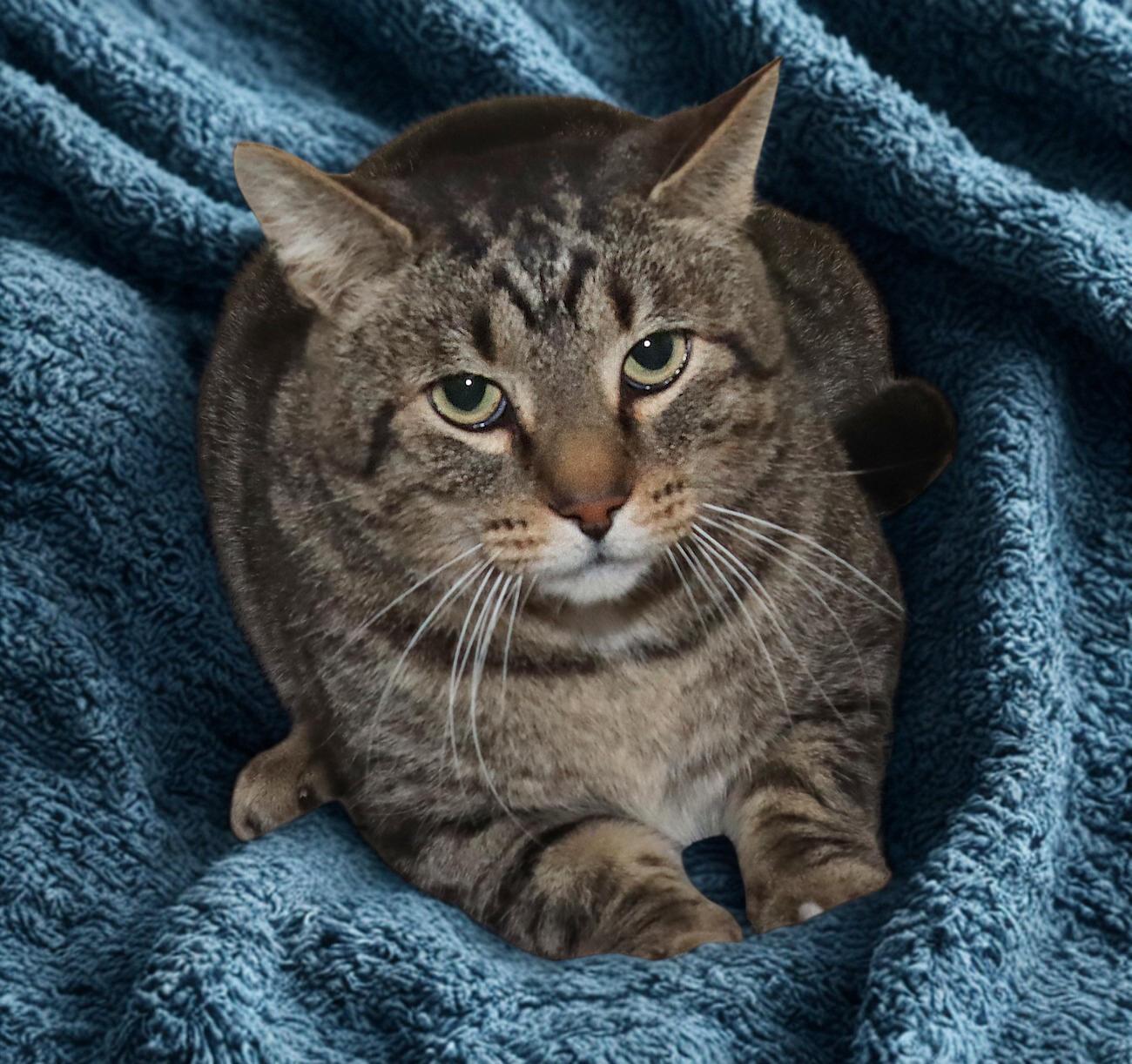 Enlarge Mario, a ADOPTABLE Tabby in Euclid, OH image 3/4