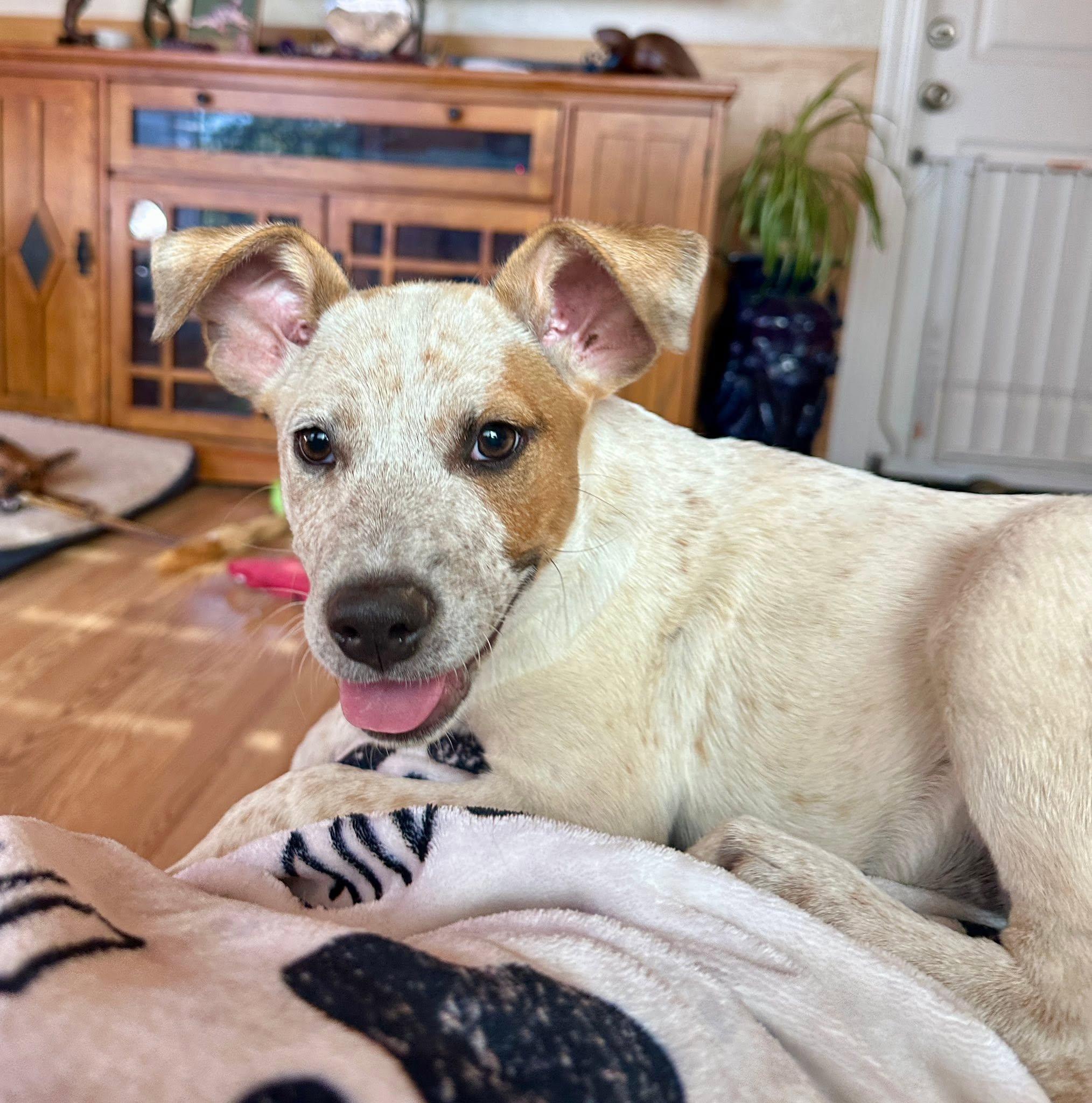 Hazel, ADOPTABLE, Puppy Female Australian Cattle Dog / Blue Heeler.
