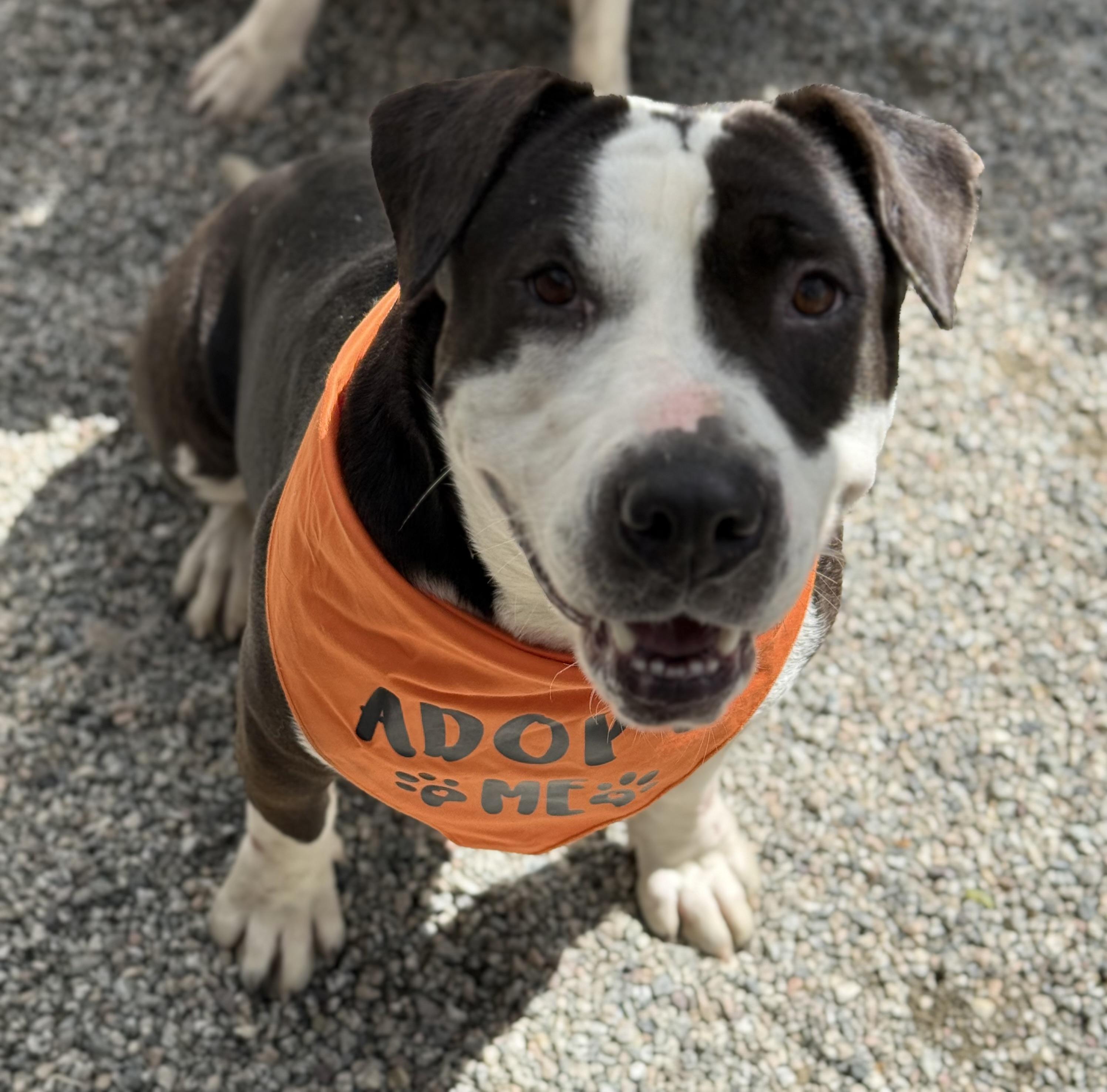 Susie, Adult Female Pit Bull Terrier
