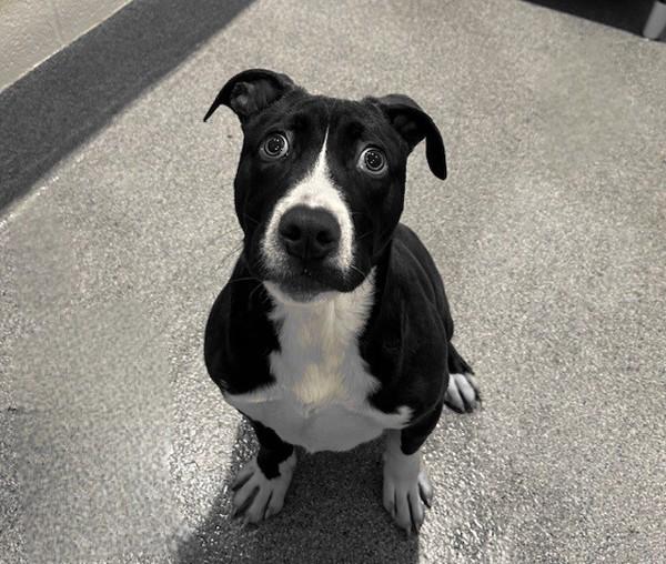 Enlarge Pistachio, a Adoptable mixed breed in Silverdale, WA image 1/1