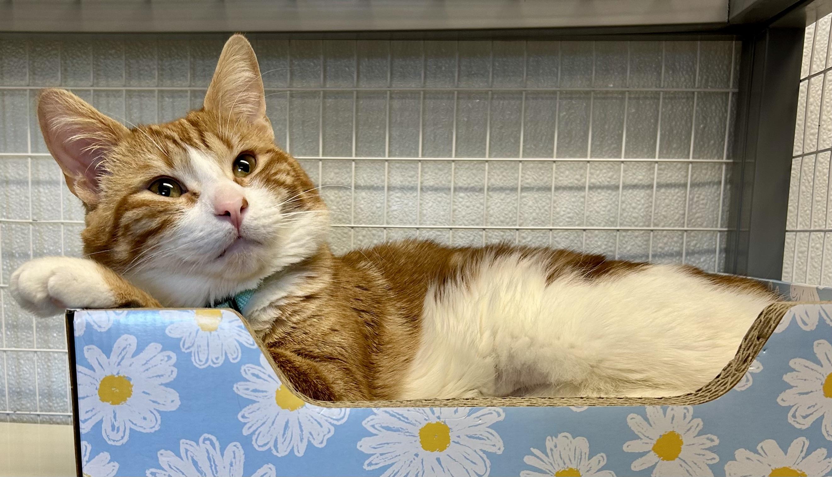 Enlarge Tiger Claw, an adopted Domestic Short Hair in Providence, RI image 1/6