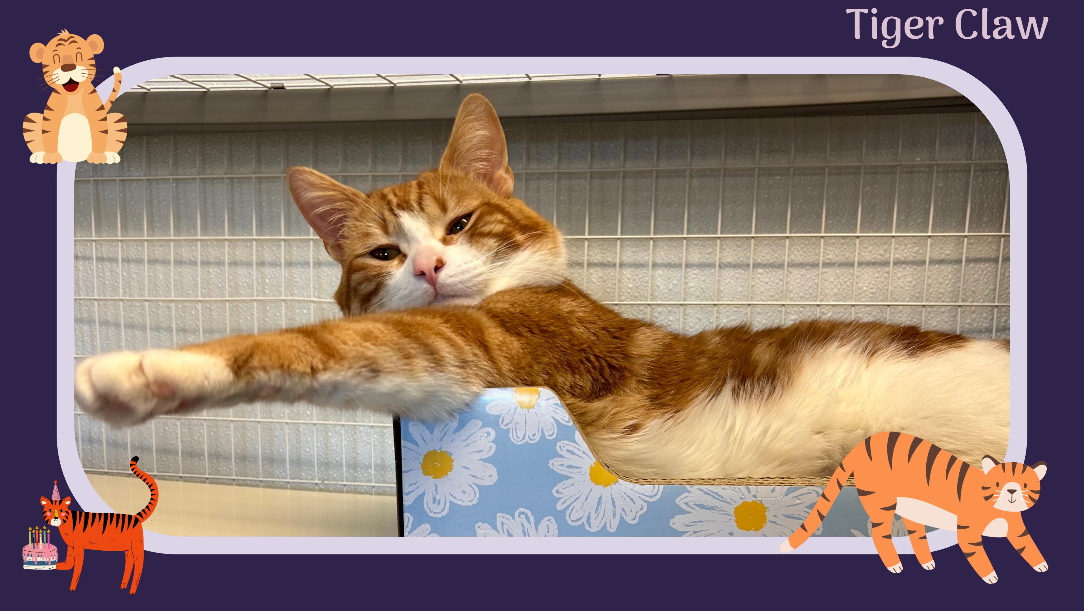 Enlarge Tiger Claw, an adopted Domestic Short Hair in Providence, RI image 2/6