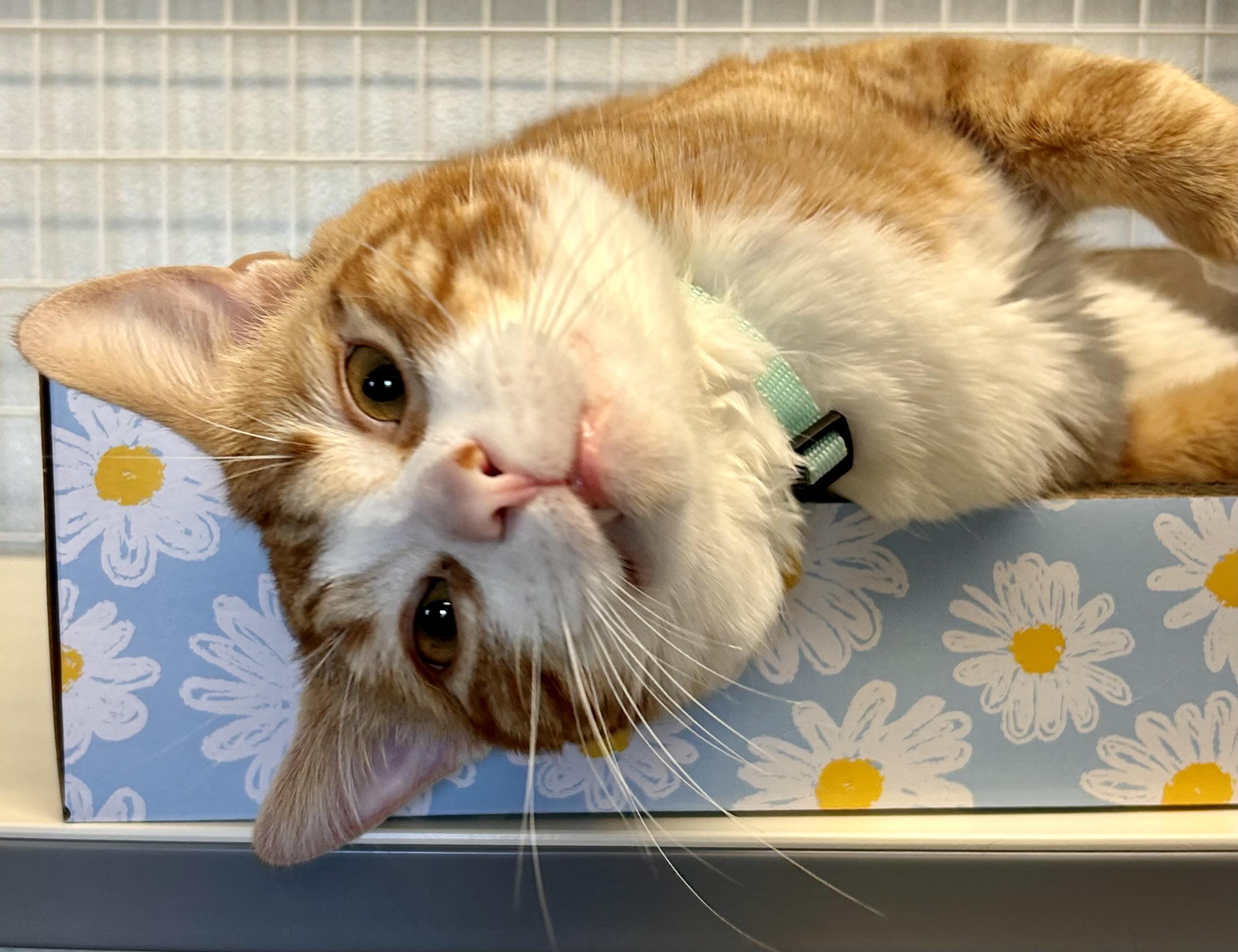 Enlarge Tiger Claw, an adopted Domestic Short Hair in Providence, RI image 3/6