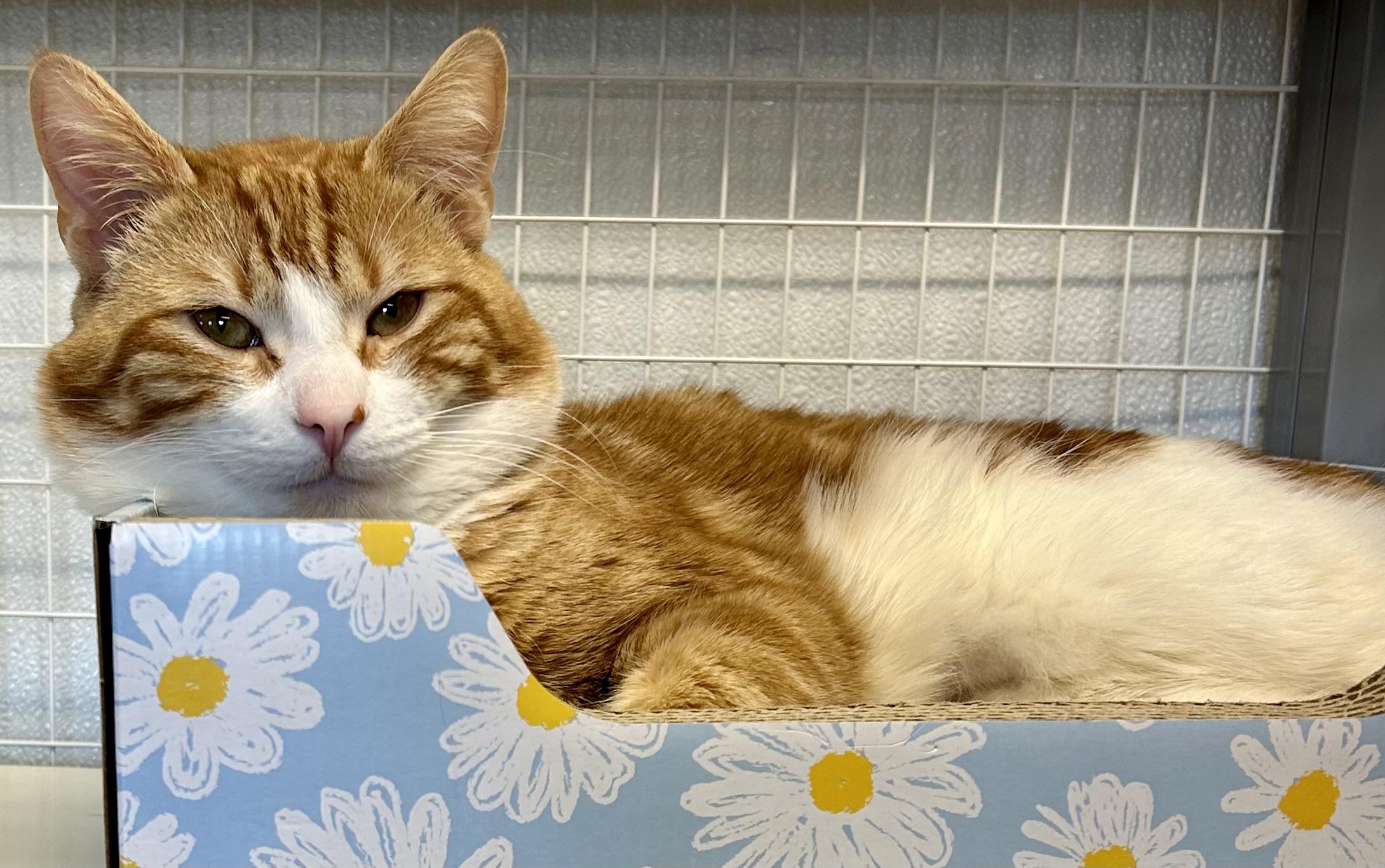 Enlarge Tiger Claw, an adopted Domestic Short Hair in Providence, RI image 4/6