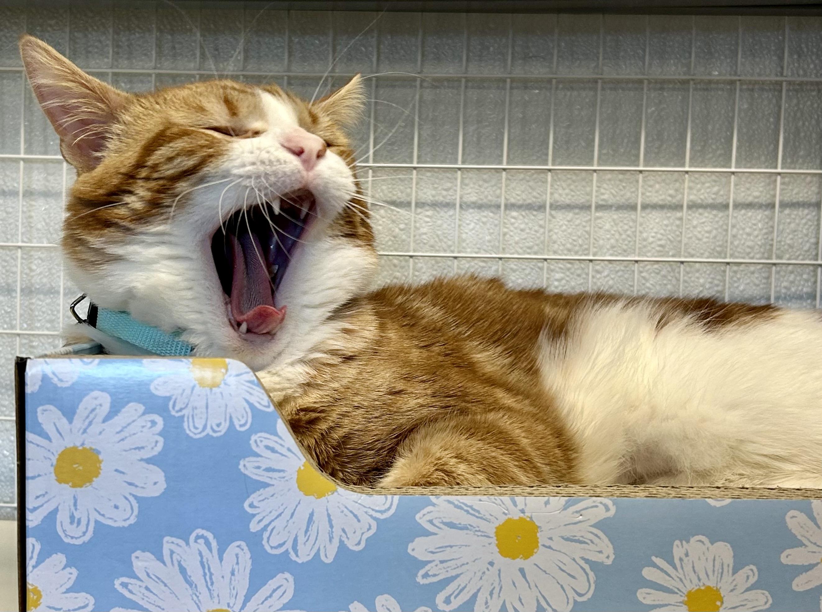 Enlarge Tiger Claw, an adopted Domestic Short Hair in Providence, RI image 6/6