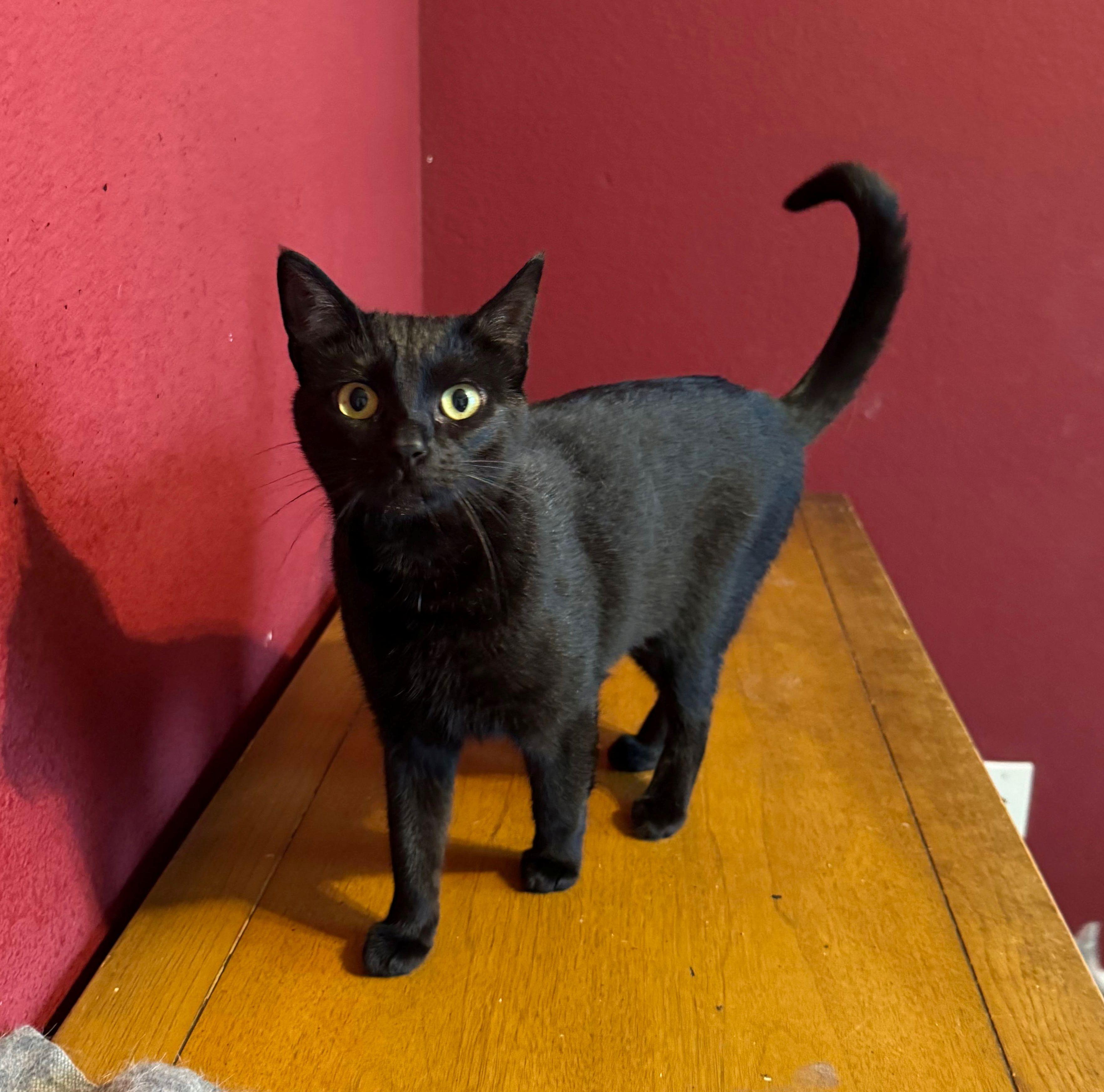 Luna, Adult Female Domestic Short Hair