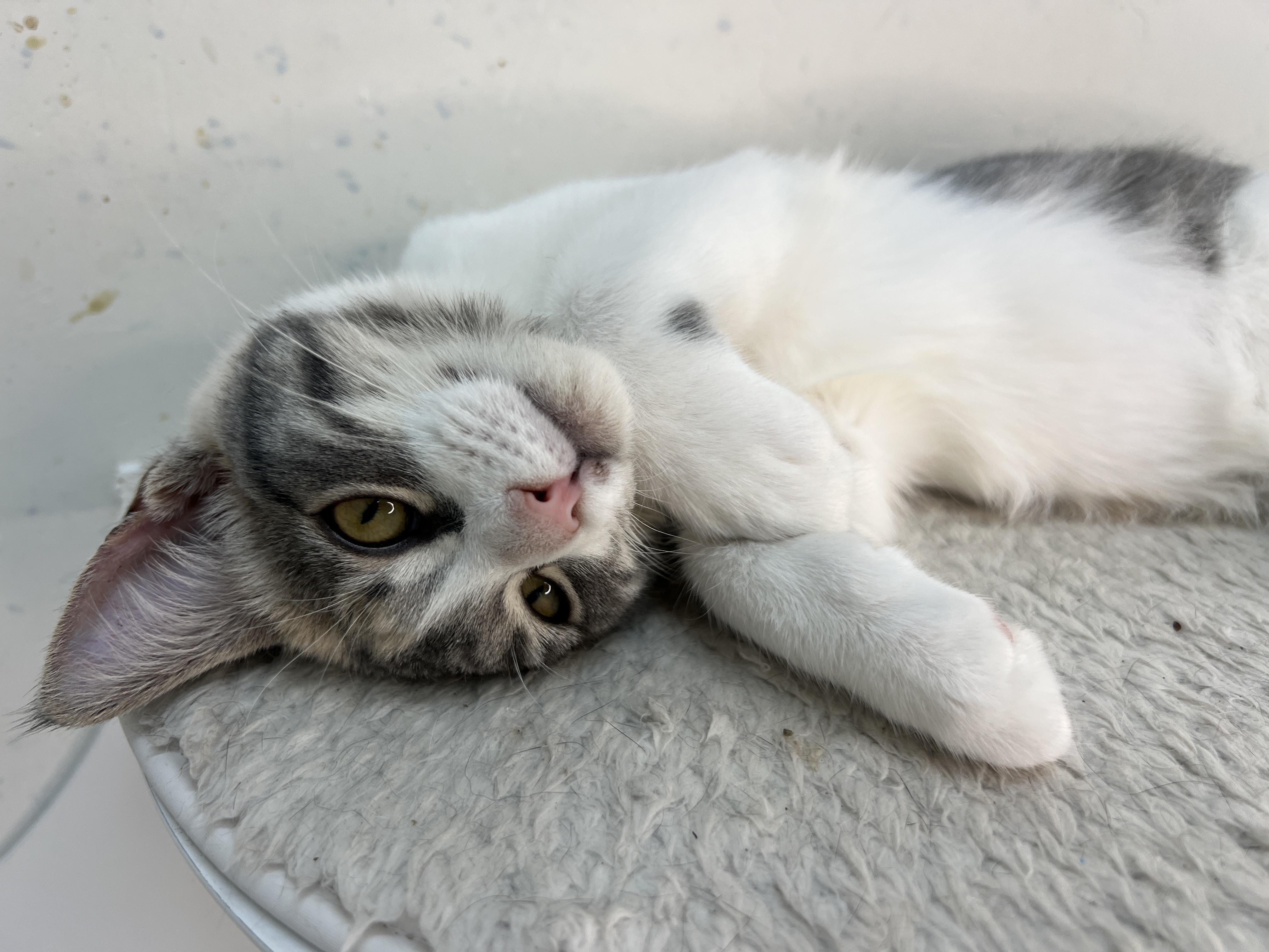 Lexi, Adoptable, Young Female Domestic Short Hair.