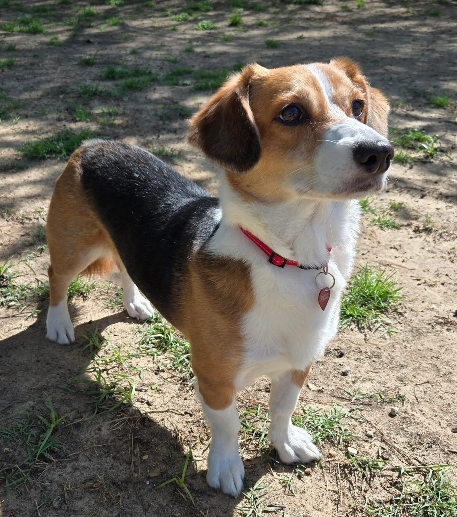 BOSLEY, a Adoptable mixed breed in Grand Prairie, TX image 1/4