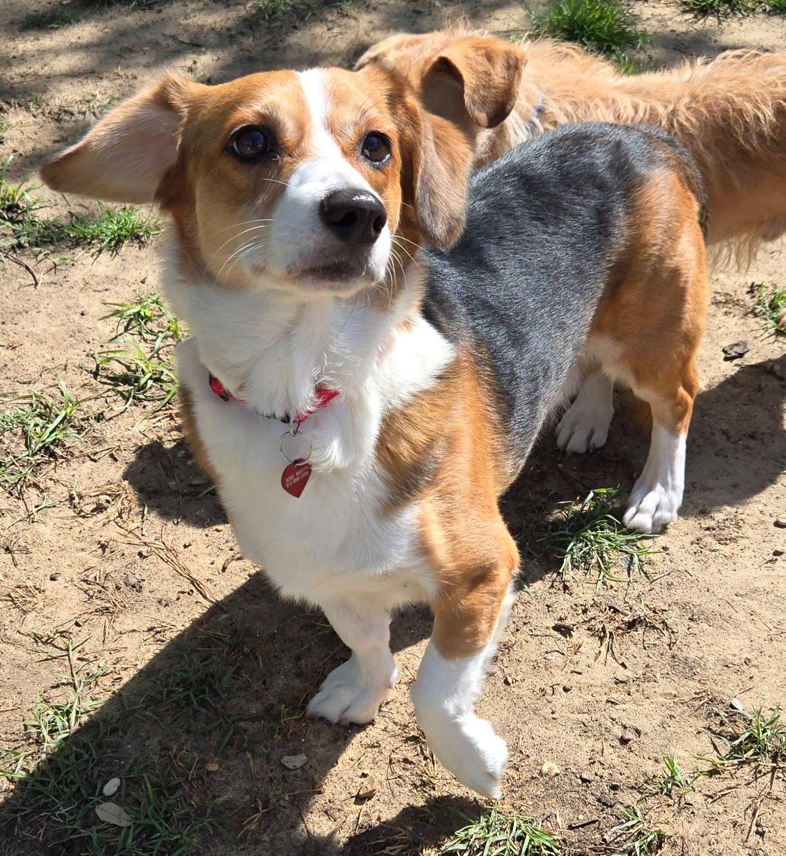 BOSLEY, a Adoptable mixed breed in Grand Prairie, TX image 2/4