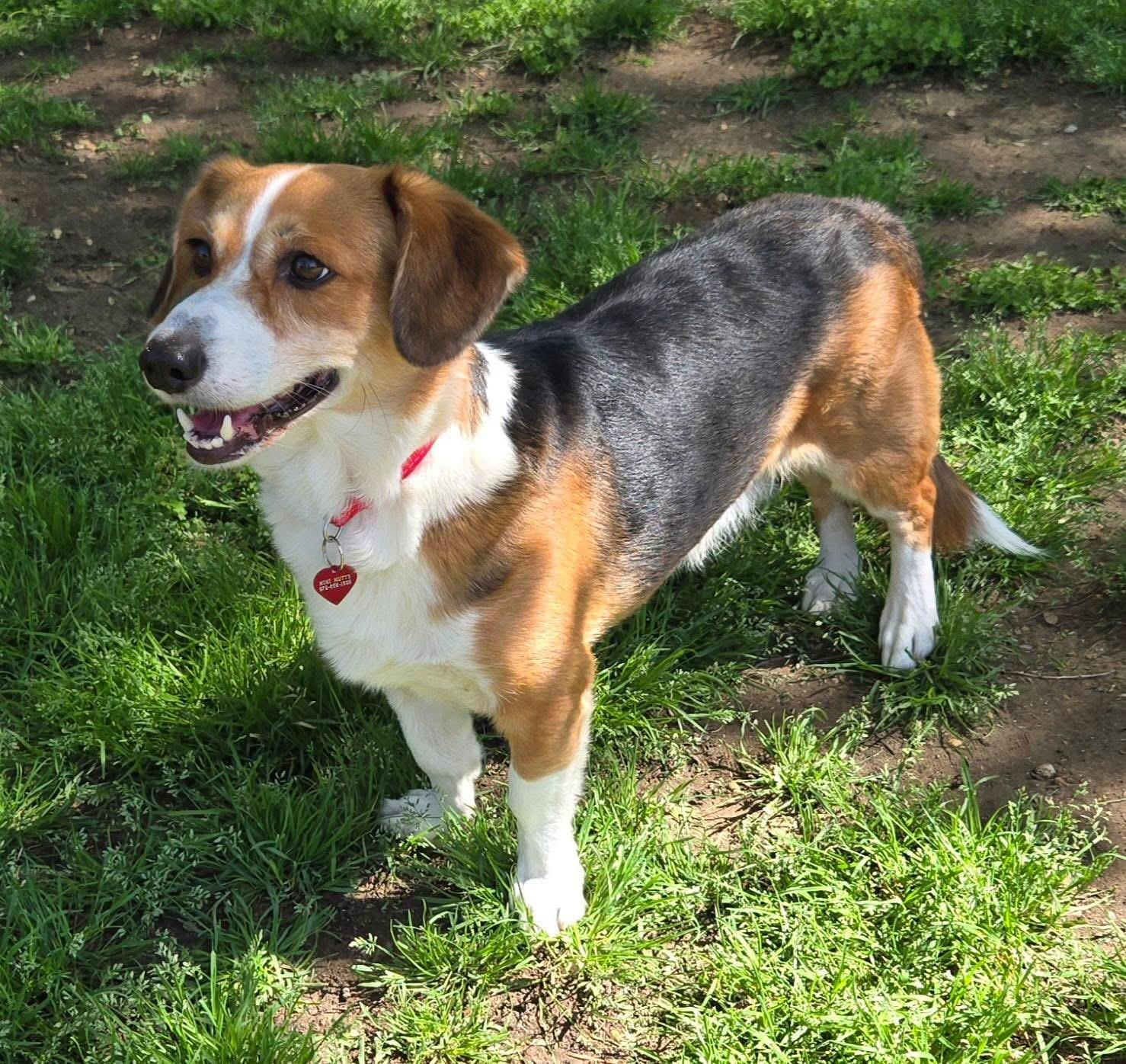 BOSLEY, a Adoptable mixed breed in Grand Prairie, TX image 3/4