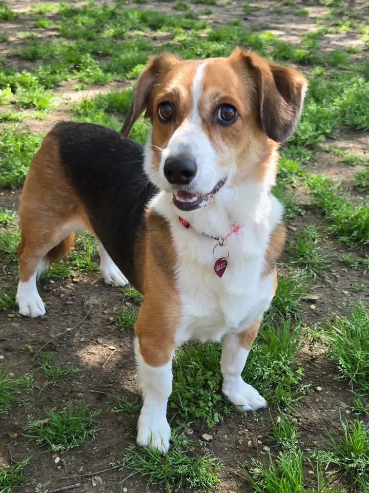 BOSLEY, a Adoptable mixed breed in Grand Prairie, TX image 4/4