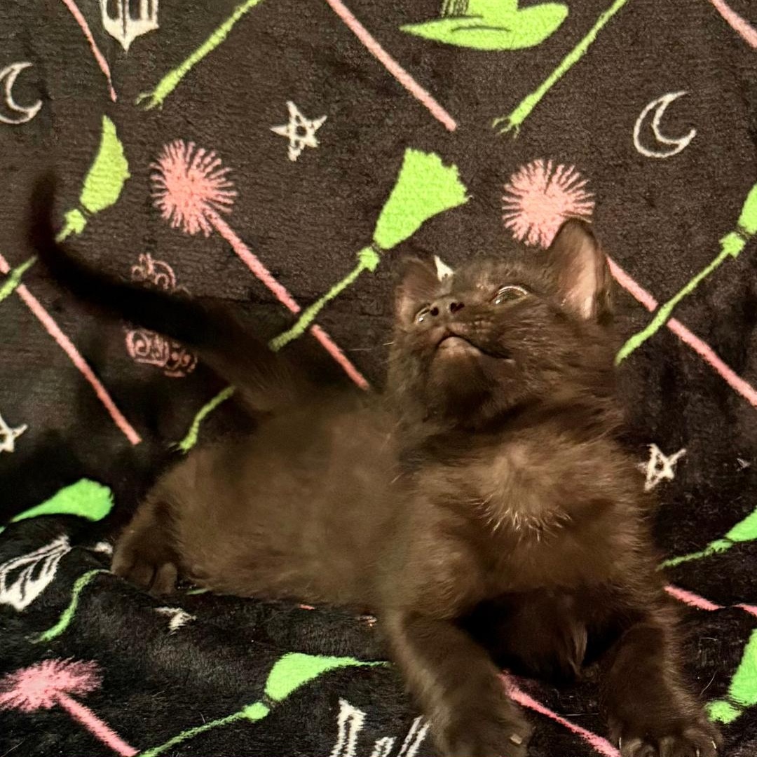 Grimmerie (adoptable 1/30), Adoptable, Kitten Female Domestic Short Hair.