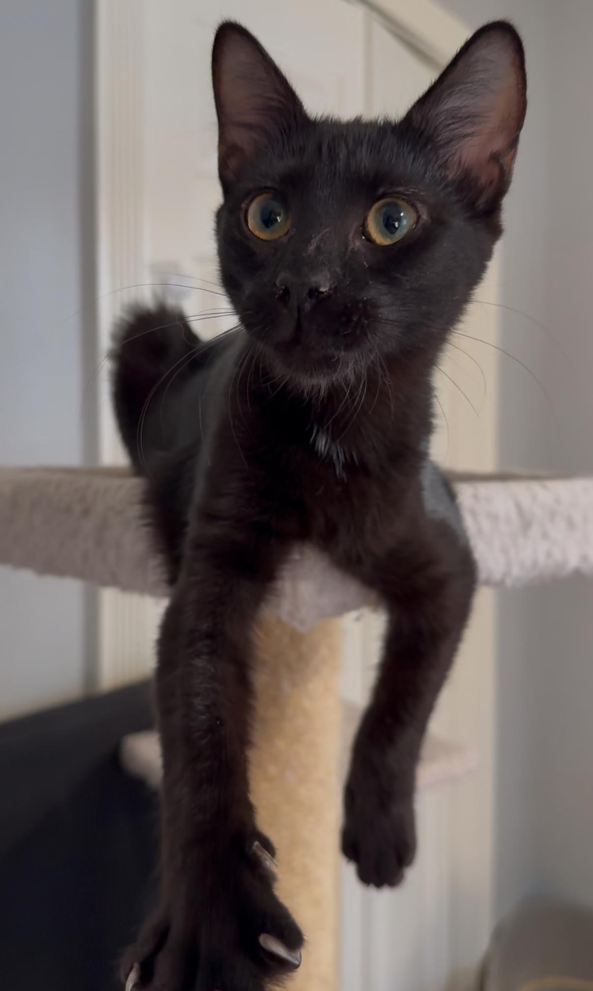 Grimmerie, an adoption pending Domestic Short Hair in Kissimmee, FL image 3/3