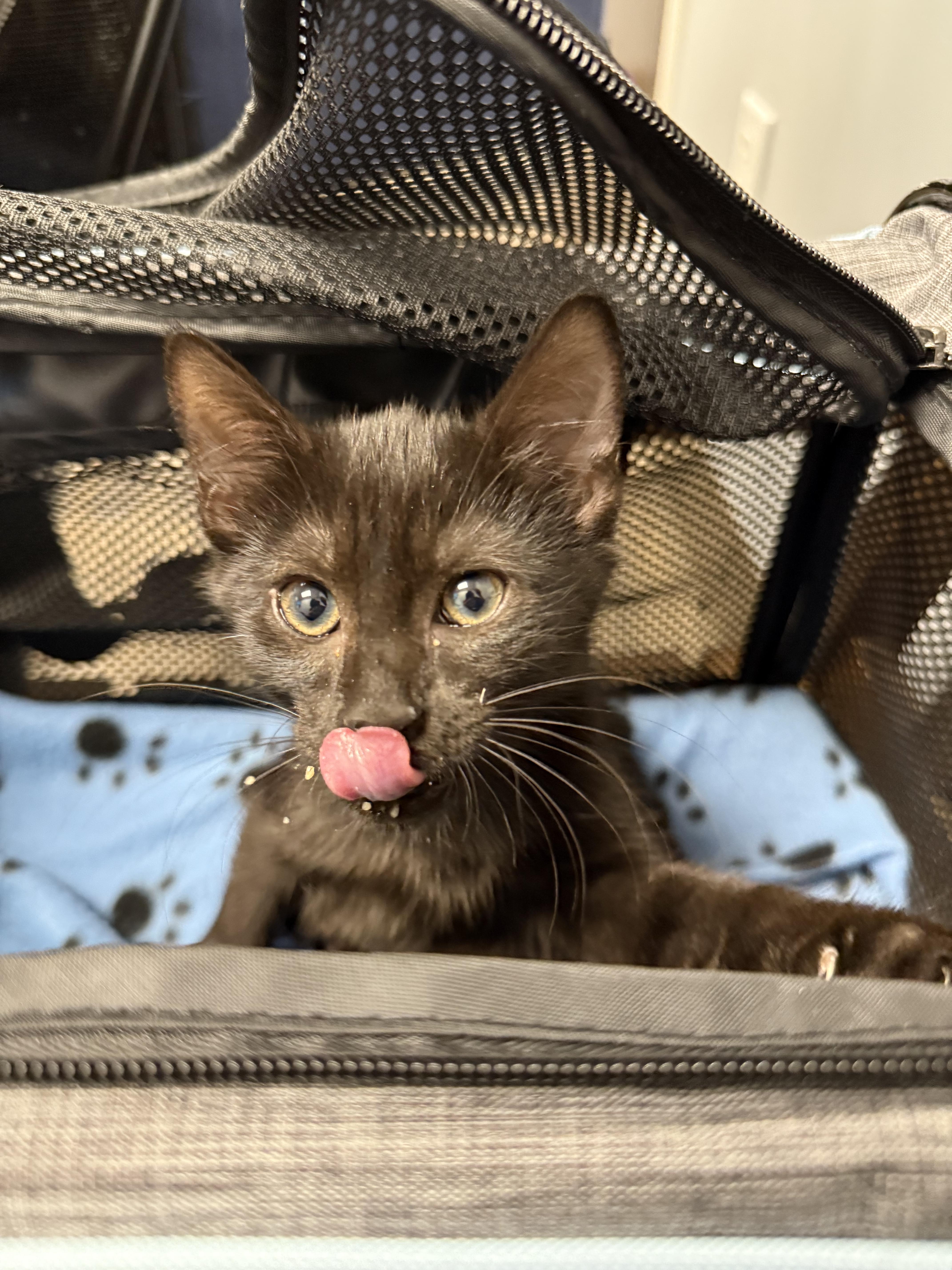 Enlarge Grimmerie (adoptable 1/30), a Adoptable Domestic Short Hair in Kissimmee, FL image 2/2