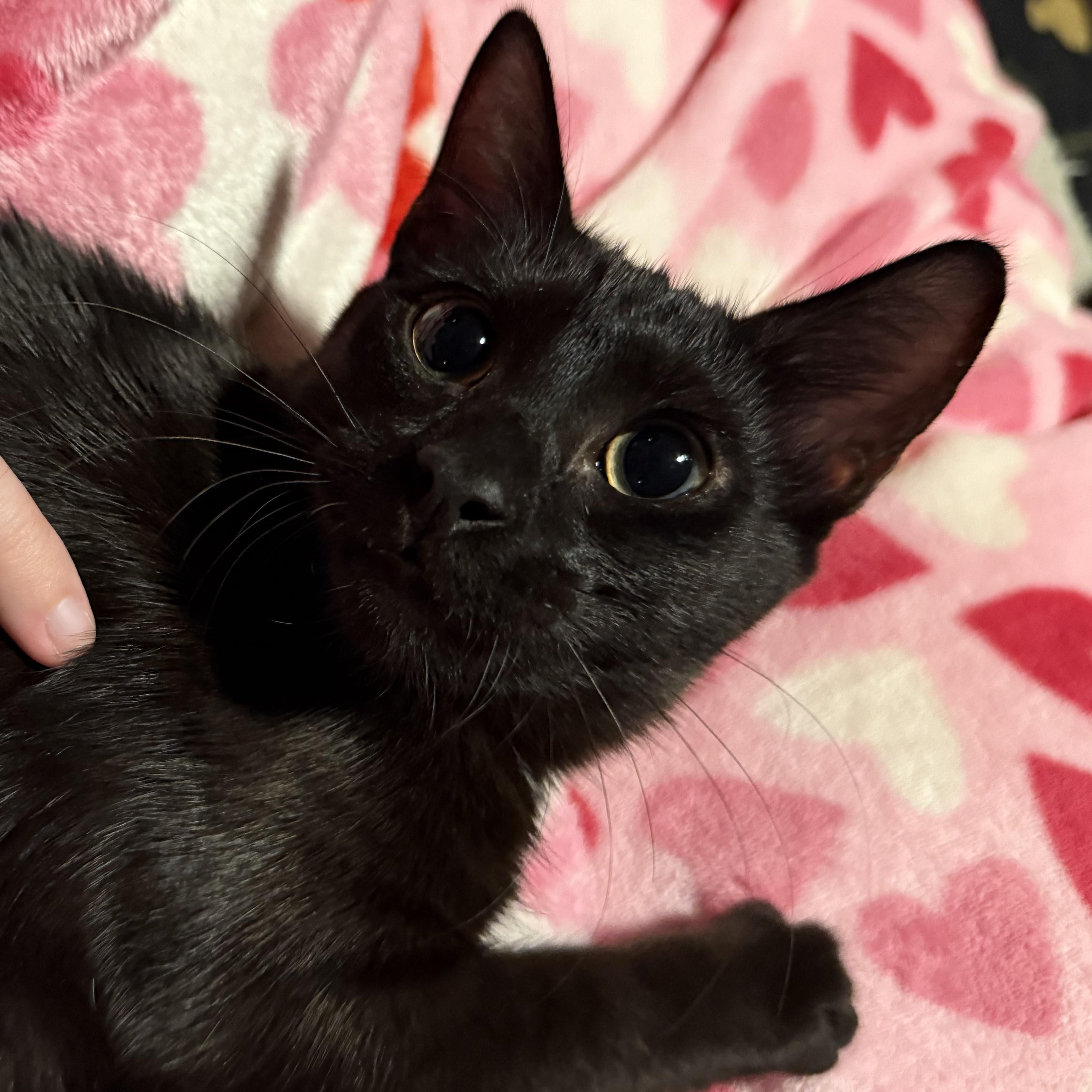 Grimmerie, adoptable, Kitten Female Domestic Short Hair.