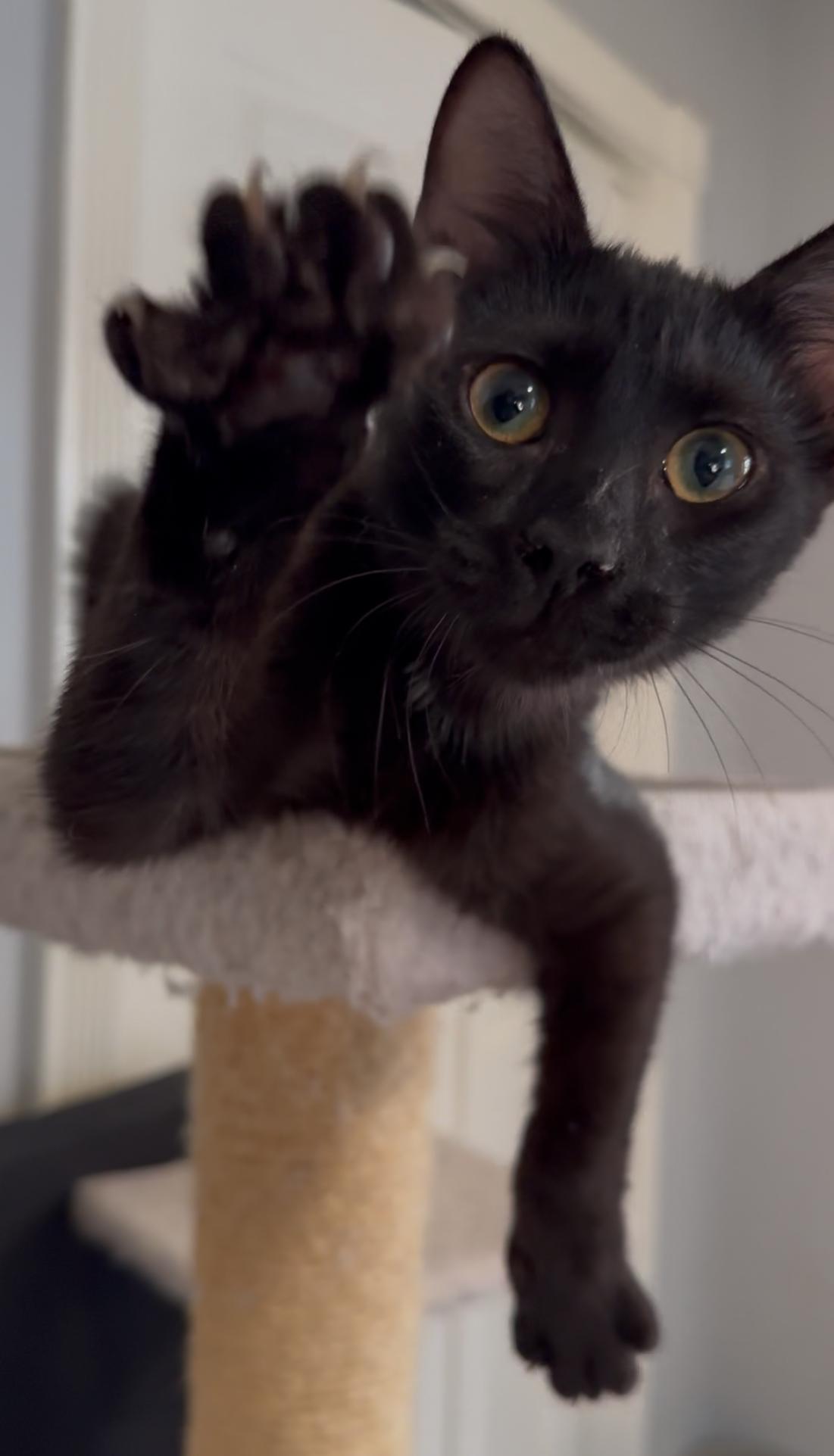 Grimmerie, an adoption pending Domestic Short Hair in Kissimmee, FL image 1/3