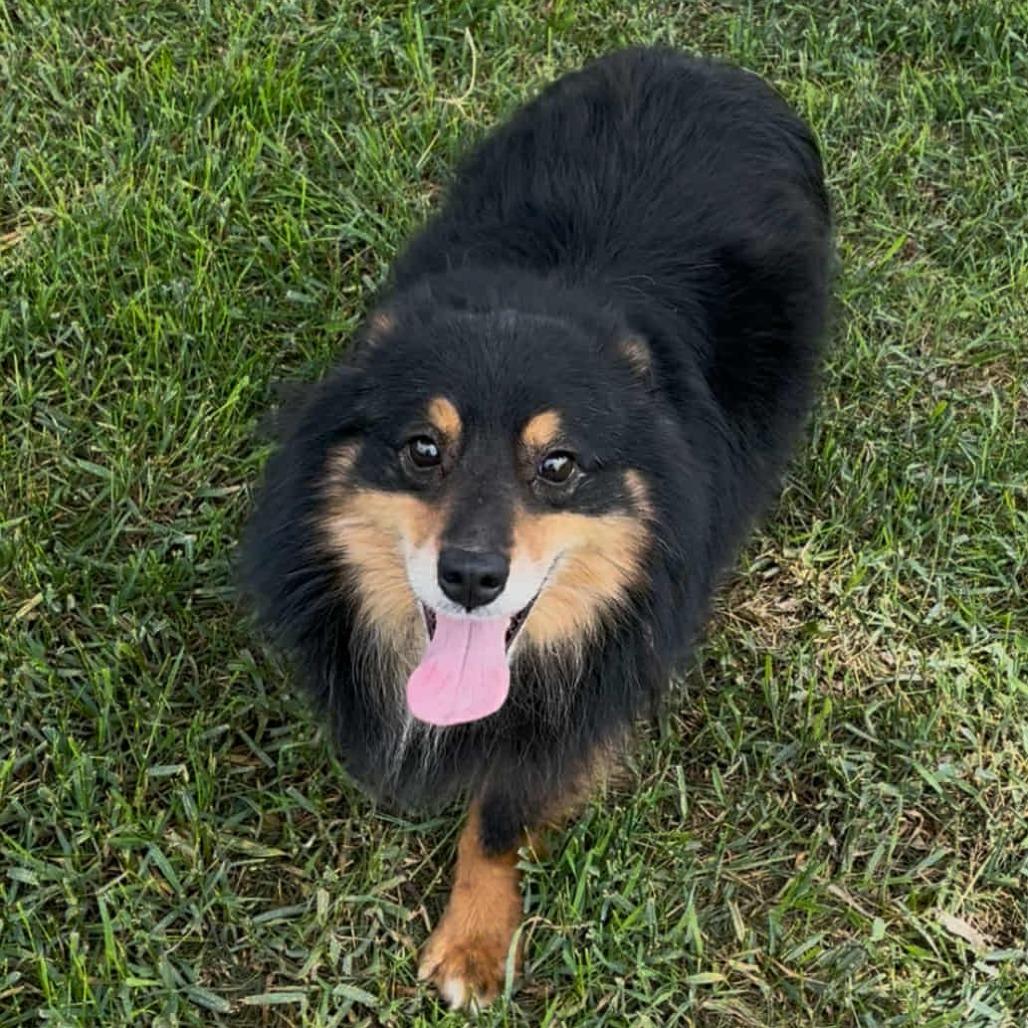 Duke (AWAITING TRANSFER), Adoptable, Adult Male Australian Shepherd & Australian Shepherd.