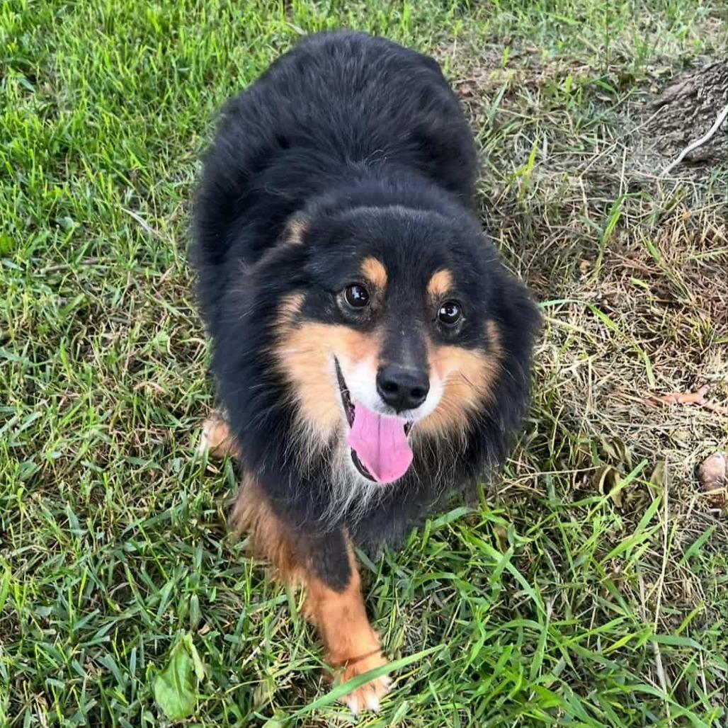 Enlarge Duke (AWAITING TRANSFER), a Adoptable mixed breed in Ada, MN image 2/3