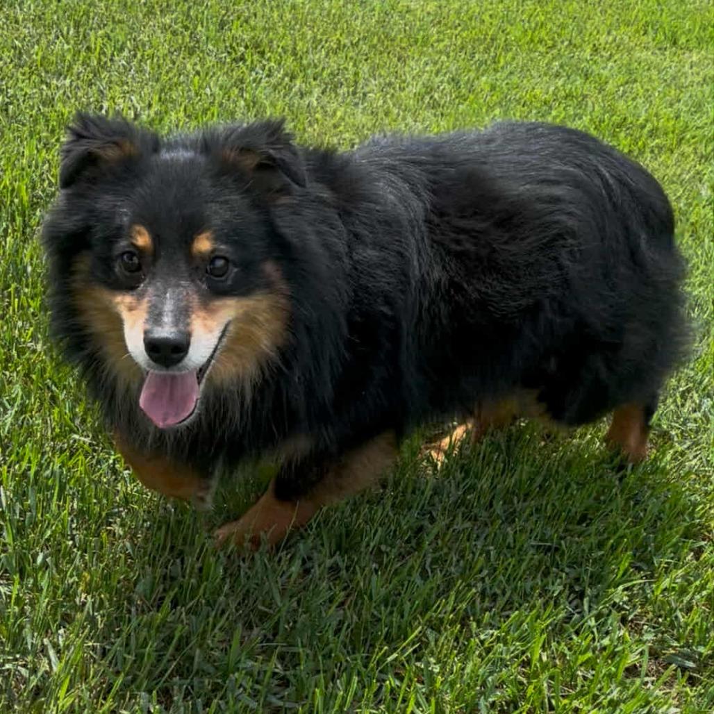 Enlarge Duke (AWAITING TRANSFER), a Adoptable mixed breed in Ada, MN image 3/3