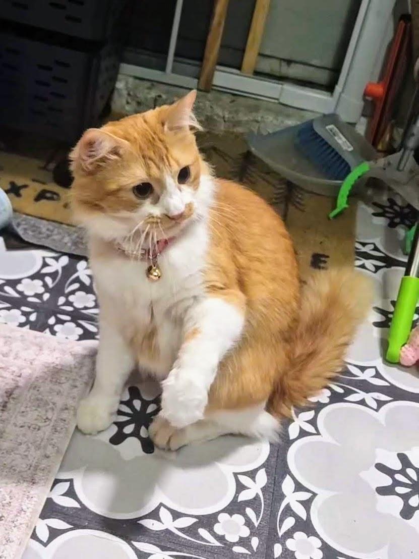Enlarge Sandy, an adopted Domestic Medium Hair in Brooklyn, NY image 4/6
