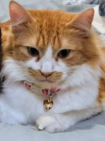 Enlarge Sandy, an adopted Domestic Medium Hair in Brooklyn, NY image 2/6