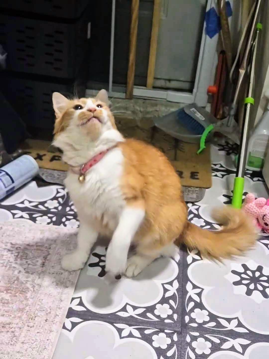 Enlarge Sandy, an adopted Domestic Medium Hair in Brooklyn, NY image 5/6