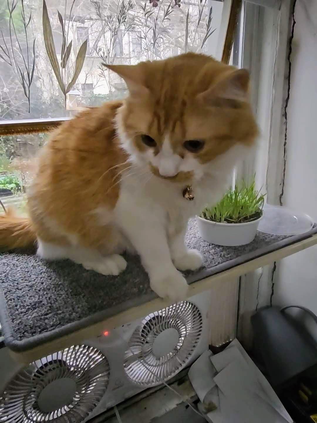 Enlarge Sandy, an adopted Domestic Medium Hair in Brooklyn, NY image 3/6