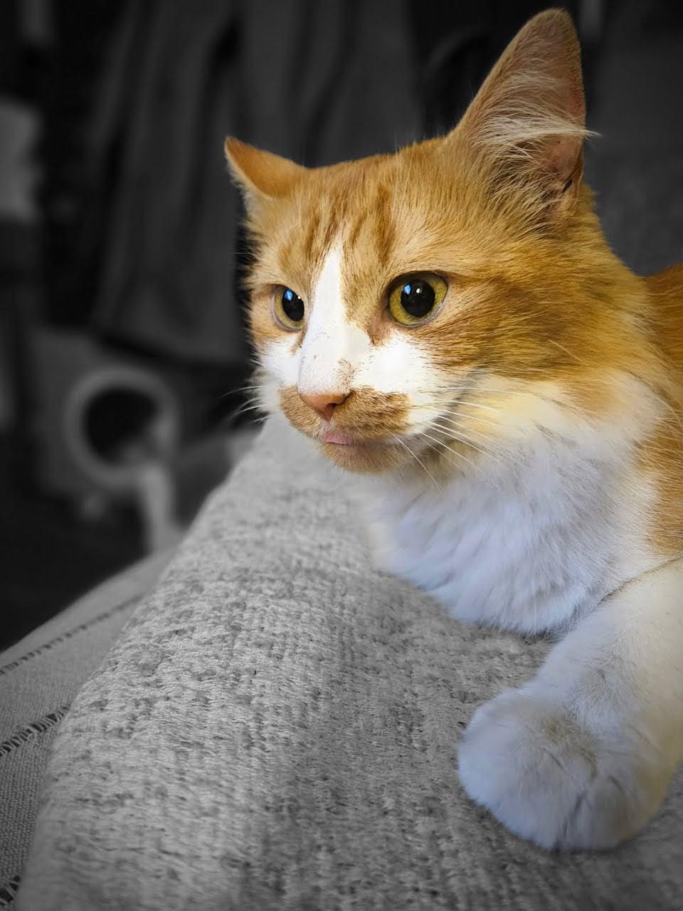 Sandy, adopted, Adult Female Domestic Medium Hair.
