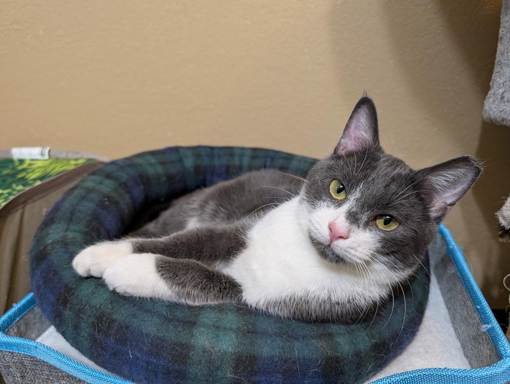 Enlarge Hendrix, a Adoptable mixed breed in Westfield, WI image 3/4