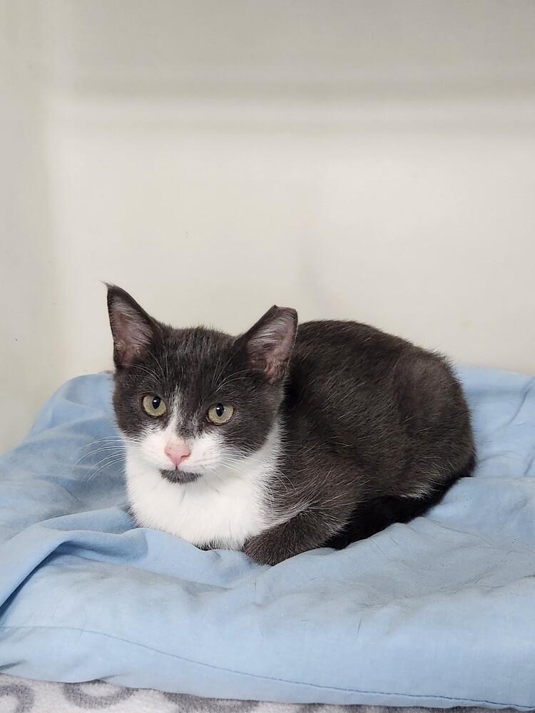 Enlarge Hendrix, a Adoptable mixed breed in Westfield, WI image 4/4