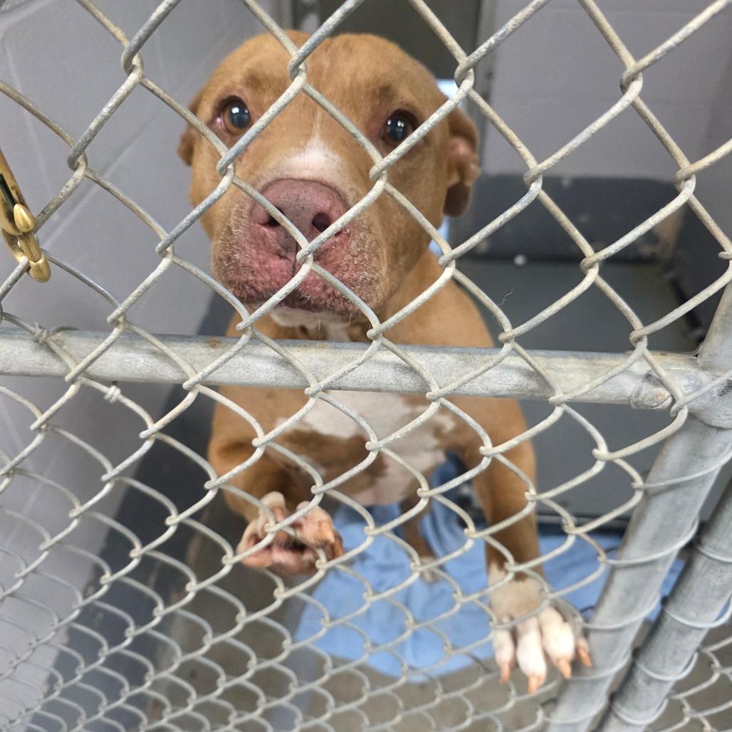 Freedom, a Adoptable Pit Bull Terrier in Columbus, NC image 1/5