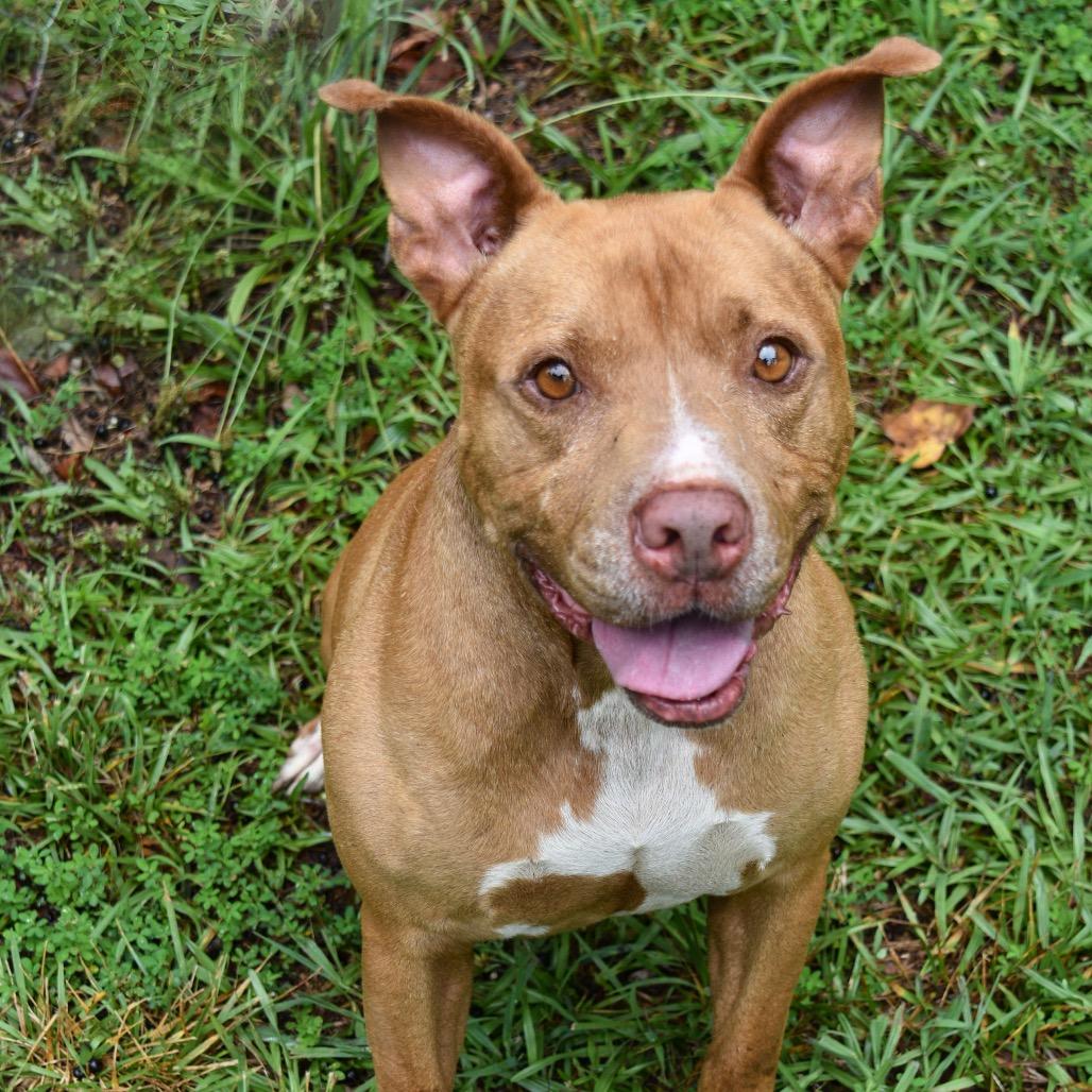 Freedom, a Adoptable Pit Bull Terrier in Columbus, NC image 2/5