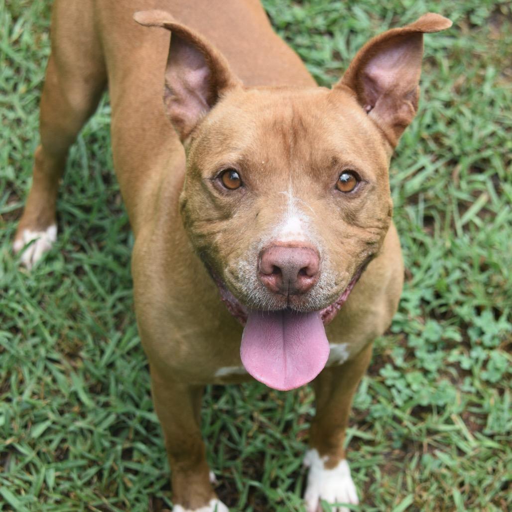 Freedom, a Adoptable Pit Bull Terrier in Columbus, NC image 3/5