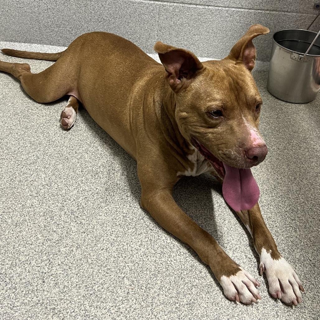 Freedom, a Adoptable Pit Bull Terrier in Columbus, NC image 4/5
