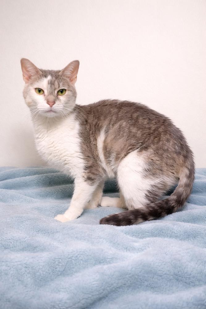 Enlarge Snowstorm, a Adoptable Domestic Short Hair in Homer Glen, IL image 1/1