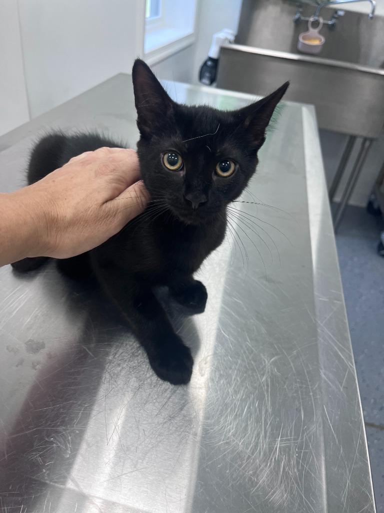 Edgar, Adoptable, Kitten Male Domestic Short Hair.