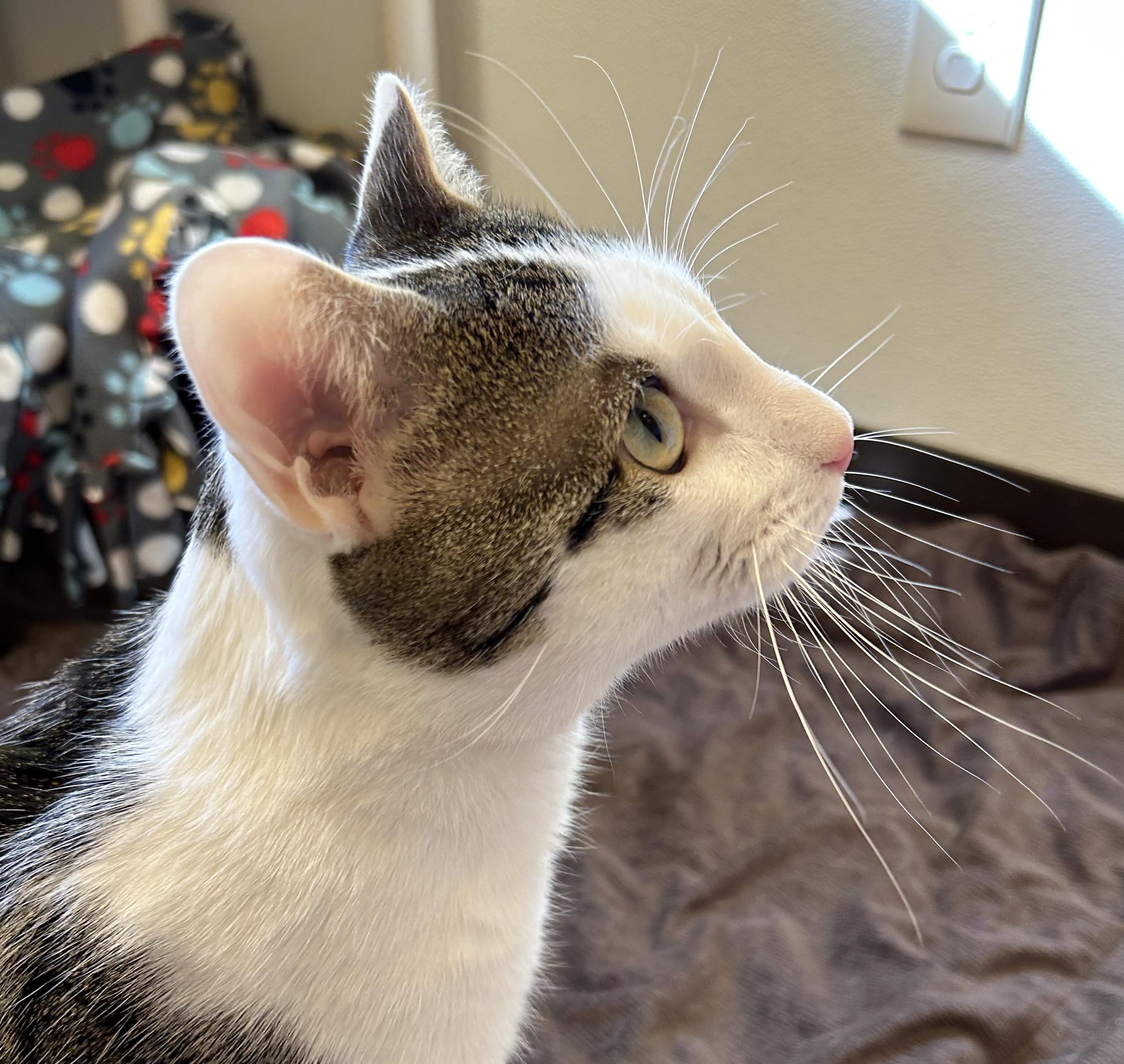 Enlarge Chibi, a Adoptable Tabby in Parkville, MO image 5/6