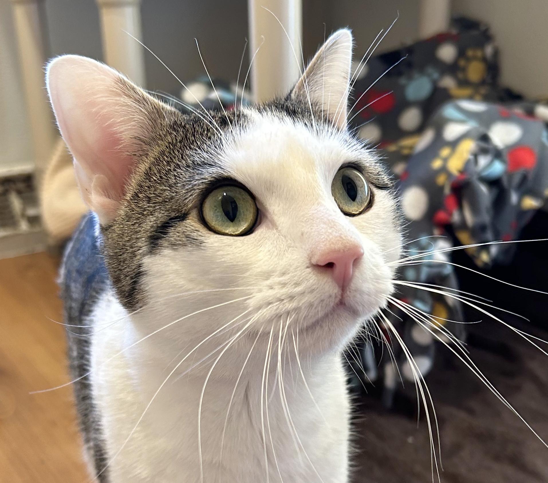 Enlarge Chibi, a Adoptable Tabby in Parkville, MO image 1/6