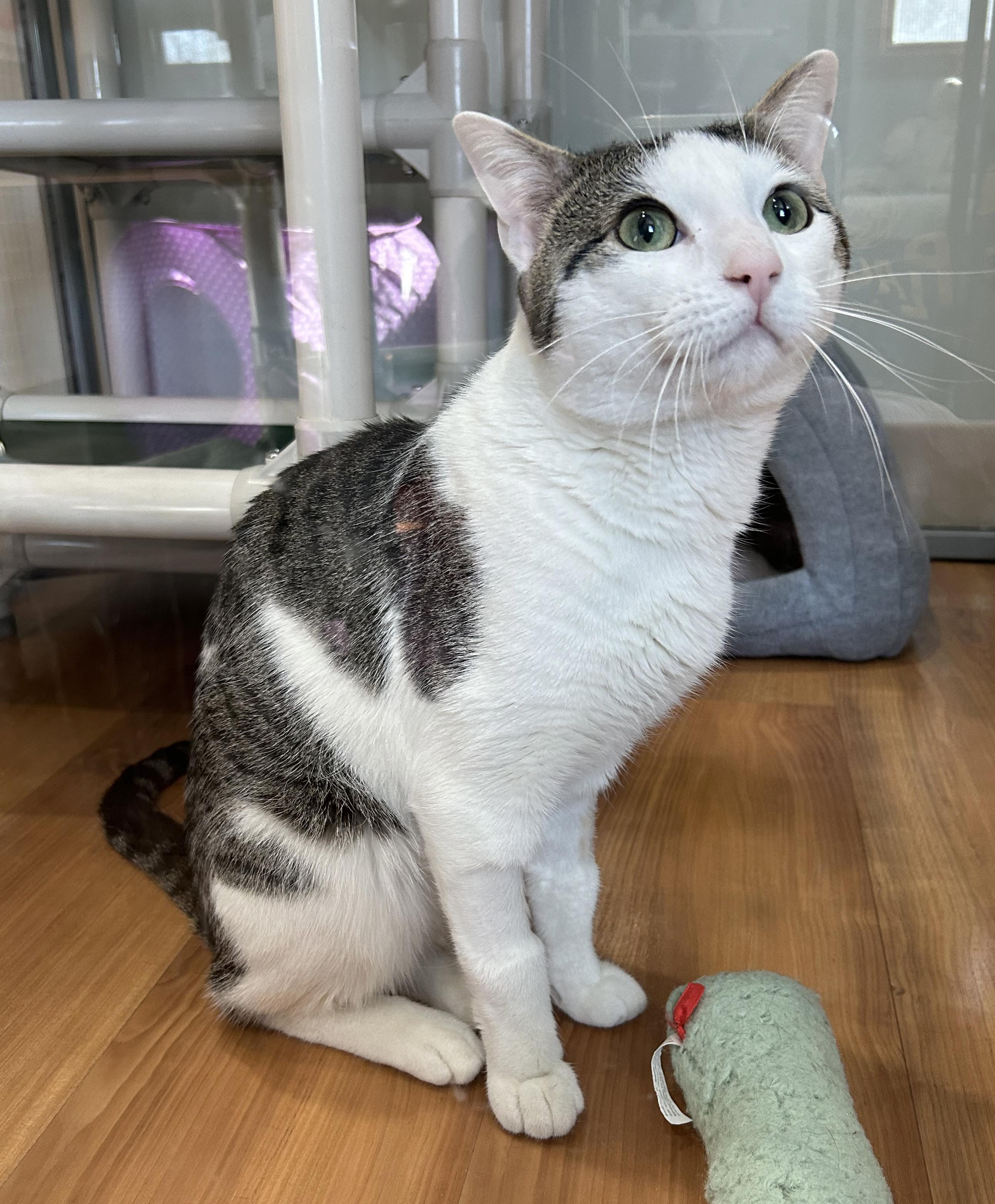 Chibi, Adoptable, Young Male Tabby.