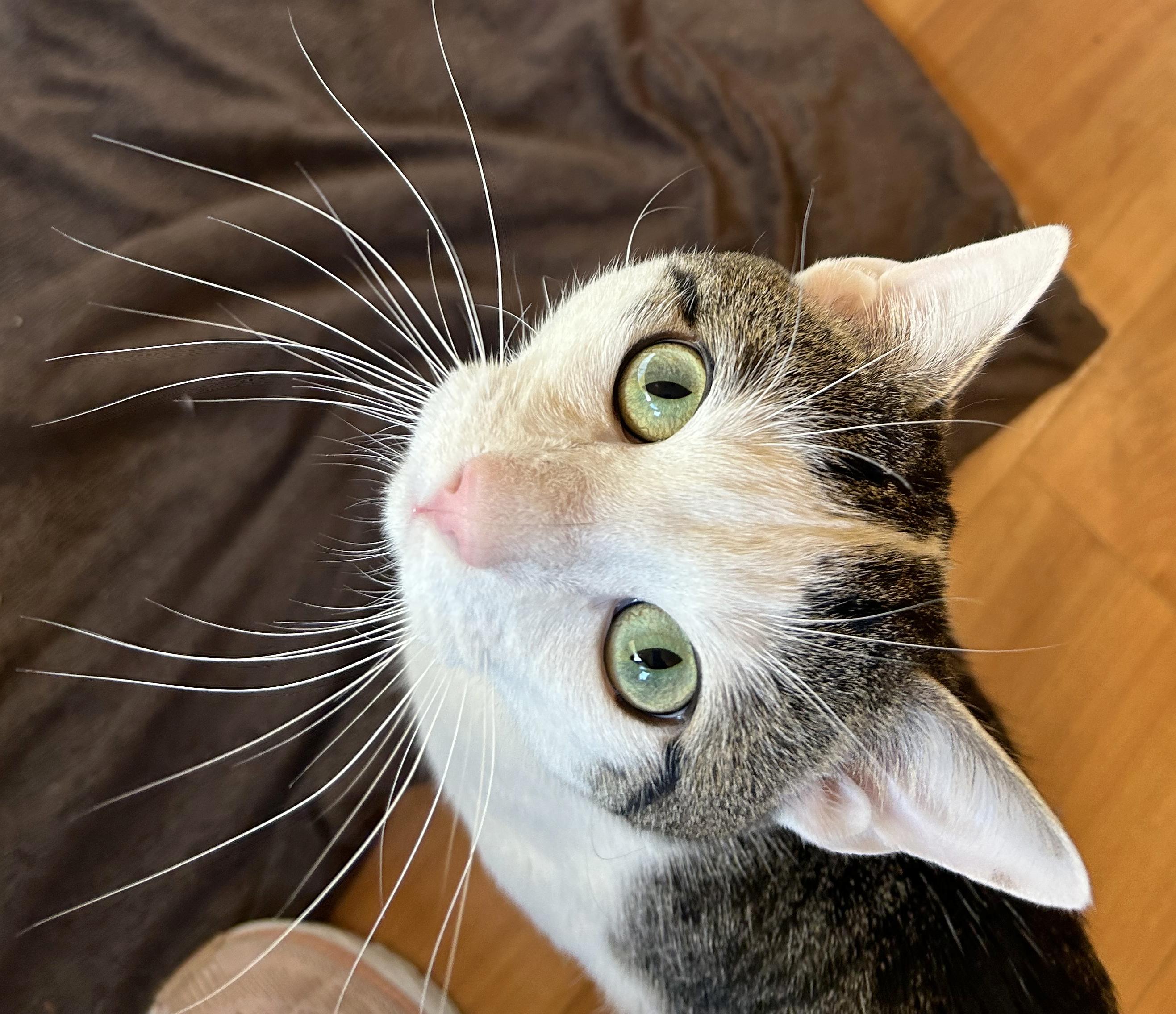 Enlarge Chibi, a Adoptable Tabby in Parkville, MO image 4/6