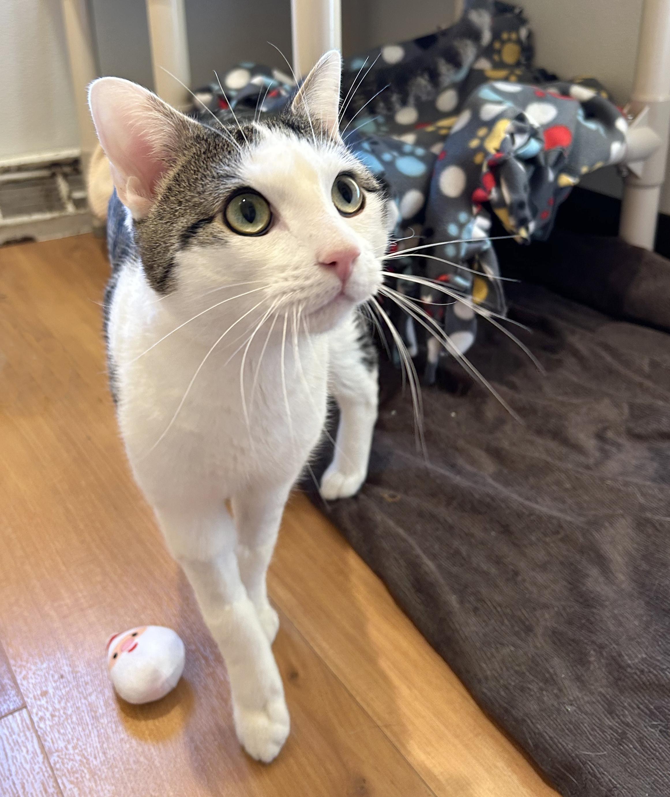 Enlarge Chibi, a Adoptable Tabby in Parkville, MO image 2/6