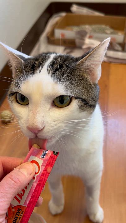 Enlarge Chibi, a Adoptable Tabby in Parkville, MO video 6/6