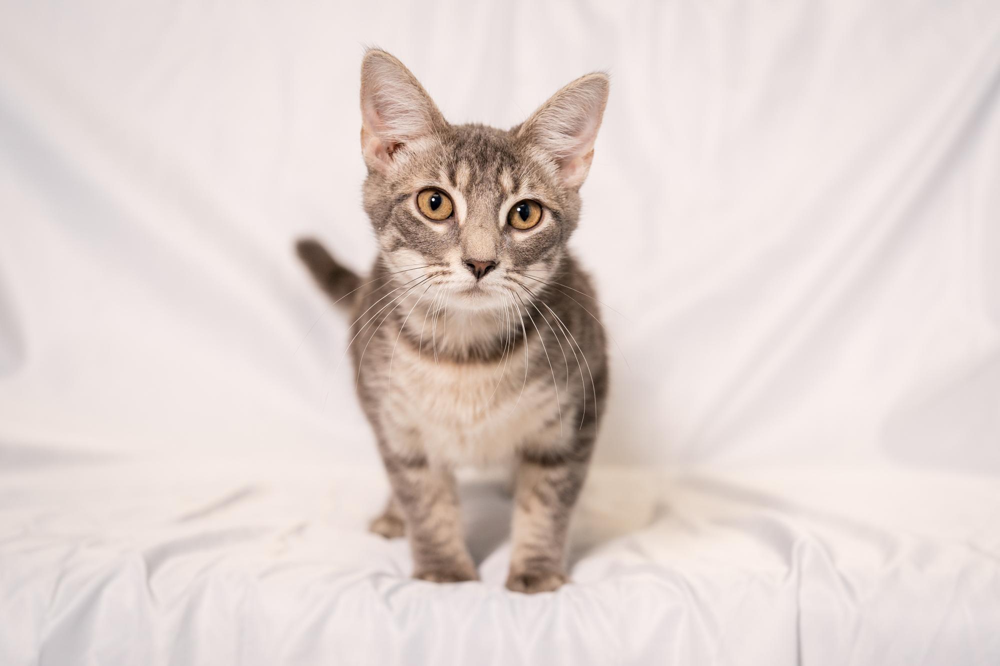 Micah, ADOPTABLE, Young Female Domestic Short Hair.